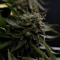 Karen Kush (Zamnesia Seeds) feminizada