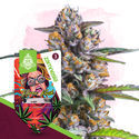 Karen Kush Auto (Zamnesia Seeds) feminized