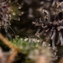 Black Diamond (Zamnesia Seeds) feminizada