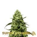 Turing Autoflowering (Super Strains) feminizada