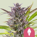 Green Gelato (Royal Queen Seeds) Feminizada
