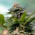 Apple Fritter (Zamnesia Seeds) feminizada