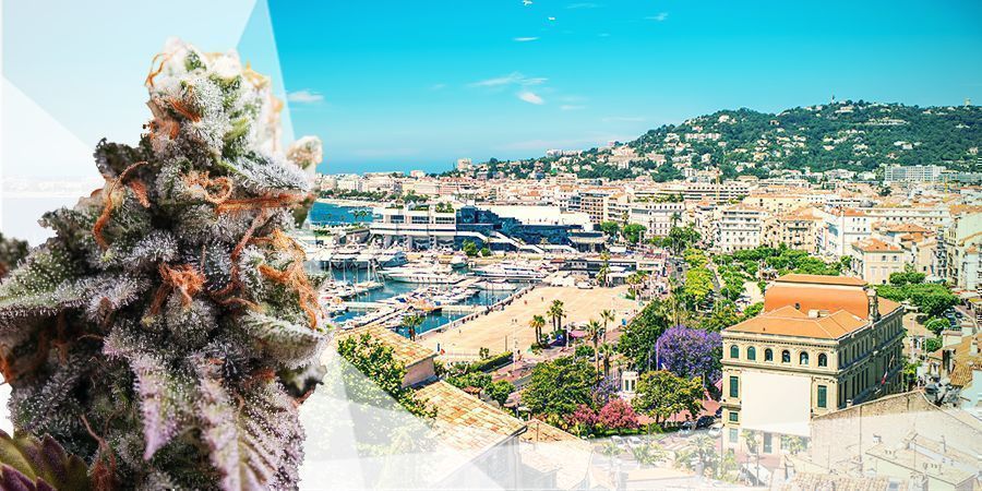 MEJORES VARIEDADES PARA EL MEDITERRÁNEO