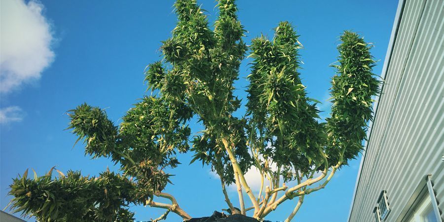 Las Mejores Variedades Ricas En CBD Para Cultivar En Exterior