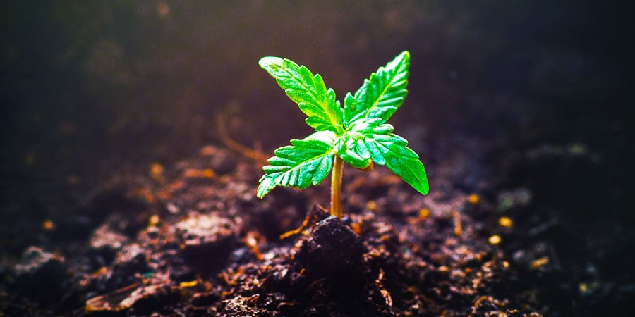 También Existen Otras Plantas