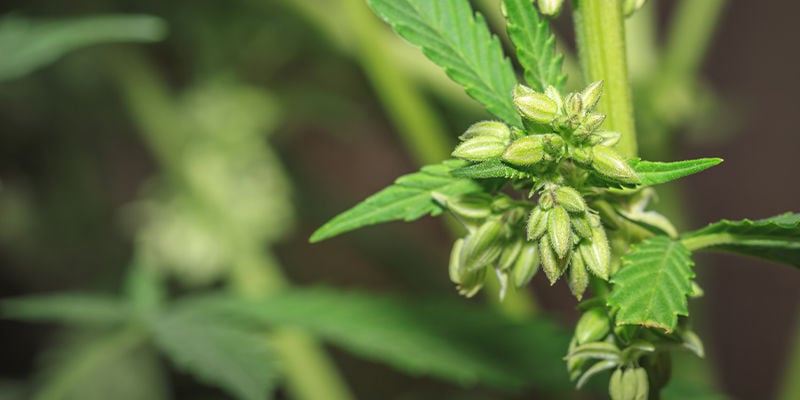 ¿Cómo se crean las variedades de marihuana?