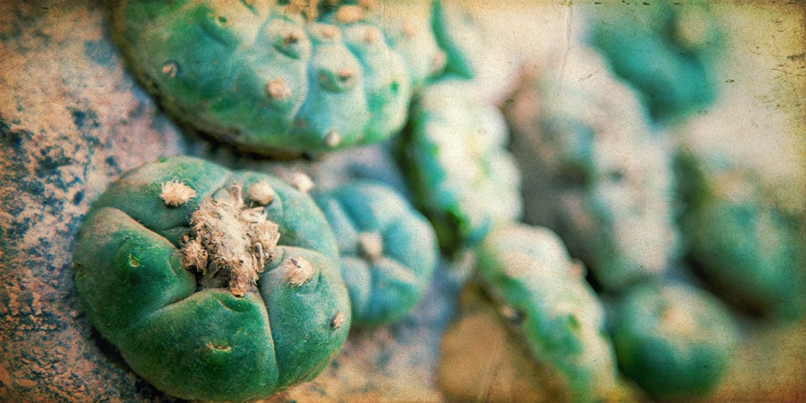 Historia: Uso Ritual Del Peyote