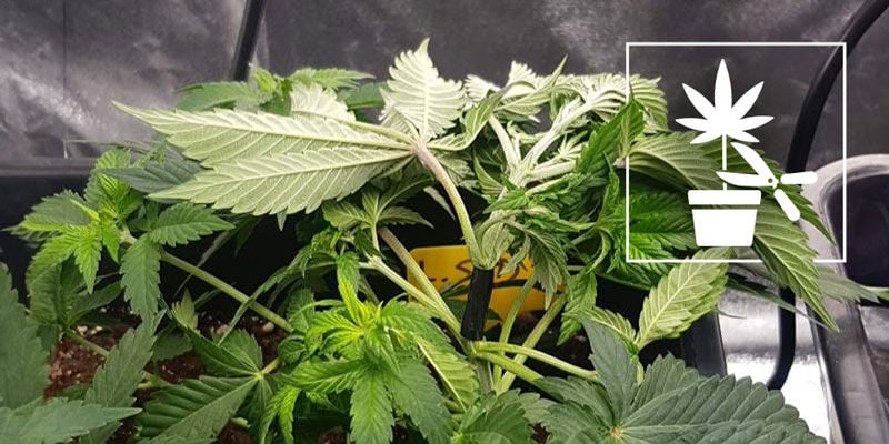 Guía De Técnicas De Entrenamiento Del Cannabis Para Principiantes