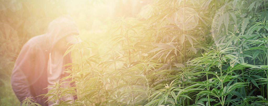 Variedades Para El Cultivo De Guerrilla