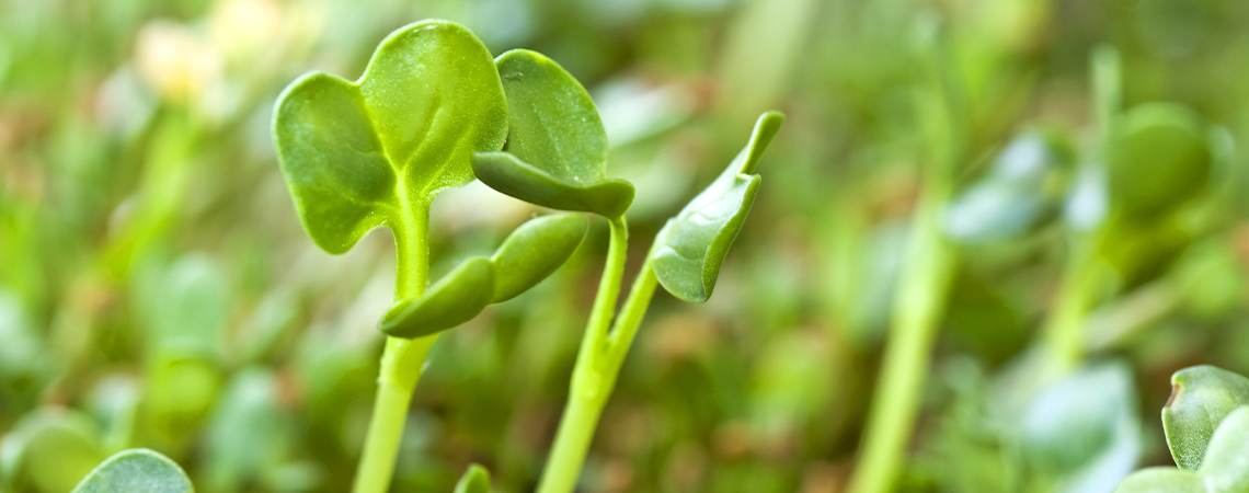 Cómo Cultivar Brotes