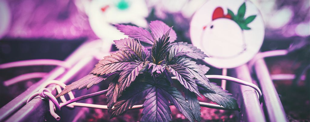 Distancia Óptima Entre Las Luces De Cultivo Y Las Plantas De Marihuana