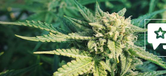 Blueberry: Análisis E Información De La Variedad De Marihuana