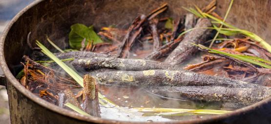 Mitos y verdades sobre la ayahuasca: Separando realidad y ficción