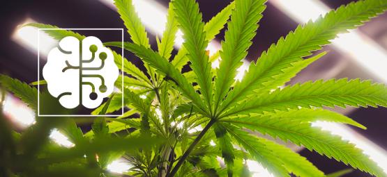 Descubre cómo la IA y la automatización están revolucionando el sector de la marihuana